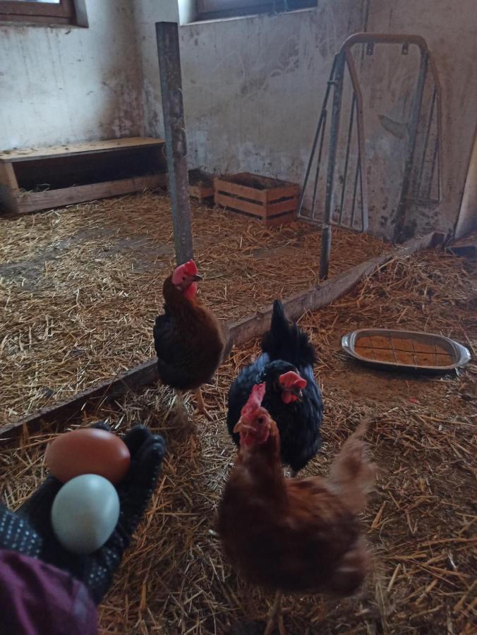 Burgerhof Vakantieboerderij *